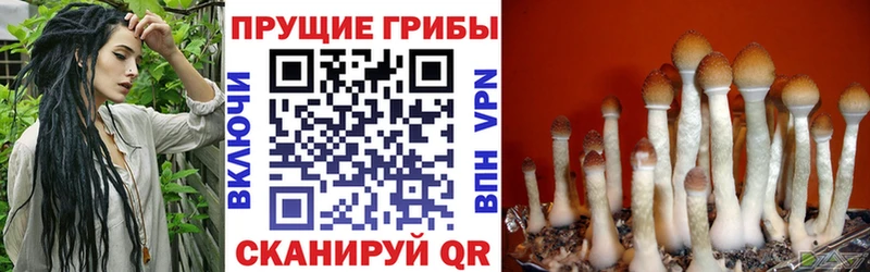 где купить наркоту  Глазов  Псилоцибиновые грибы мицелий 